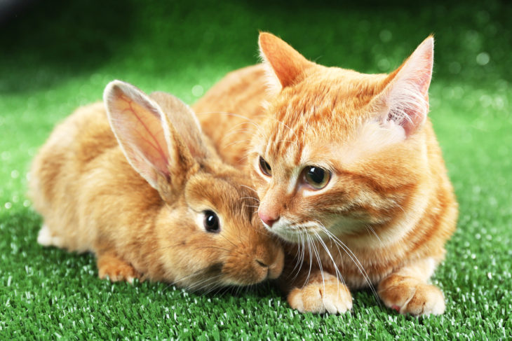 Кролик и кошка Кролик и кошка