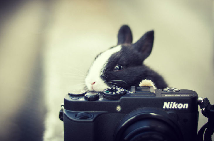 Кролик с фотоаппаратом