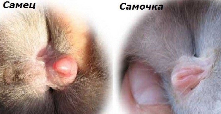Отличие самки и самца кролика Отличие самки и самца кролика