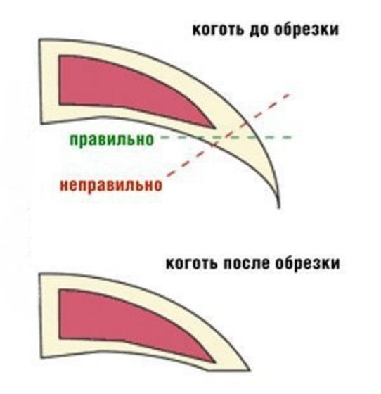 Линия среза ногтя