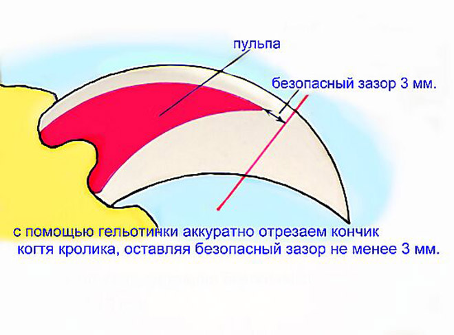 Срез ногтя кролика